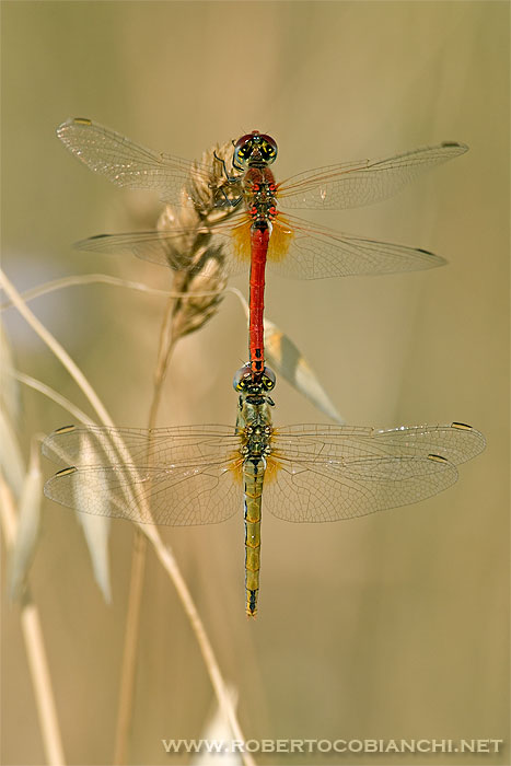 Il ciclo della vita: Sympetrum fonscolombii